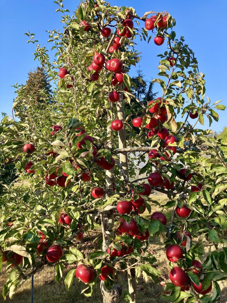 An apple tree, ripe with red apples.