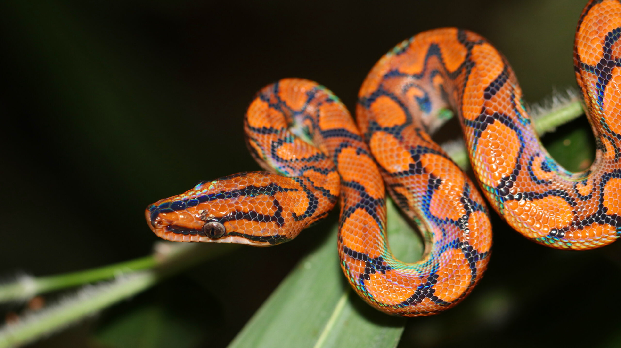 Snake slightly coiled with a background of foliage