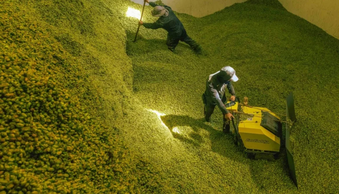 Farmers relocate hops into a storage facility.