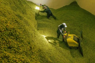 Farmers relocate hops into a storage facility.