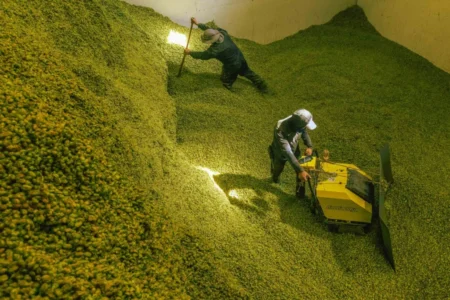 Farmers relocate hops into a storage facility.
