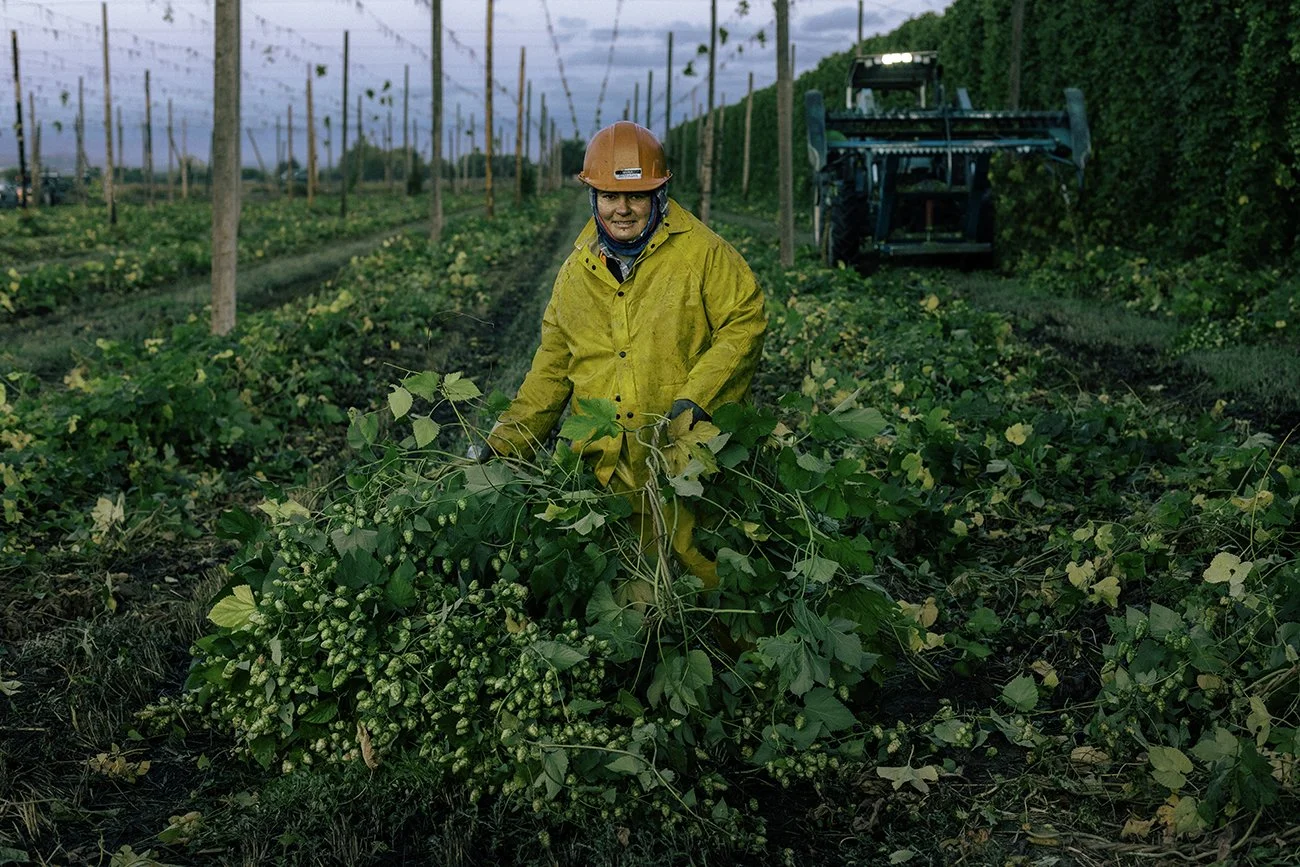 A farmer poses for the camera while harvesting hops in a field. // Photo by Jake Parrish