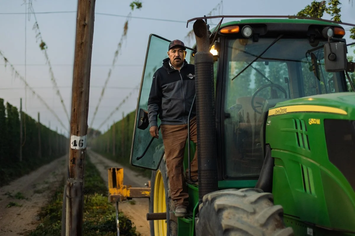 A farmer leans out of a tractor in the center of a hop field. Tractors play the role in moving plants from the field to machines that strip the hops. // Photo by Jake Parrish